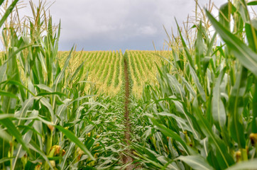 Obraz premium Corn field close up. Selective focus.
