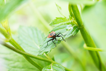 Czerwony owad na kwiatku mięty © Kasia R.