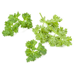 Fresh parsley herb leaves  isolated on white background
