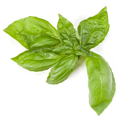 sweet basil herb leaves isolated on white background. Genovese basil leaf.