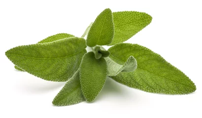 Photo sur Plexiglas Aromatique Sage herb leaves  bouquet isolated on white background cutout.