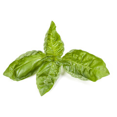 sweet basil herb leaves isolated on white background. Genovese basil leaf.