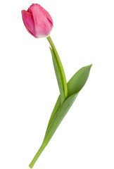 Obraz premium one pink tulip flower isolated on white background