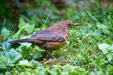 Common blackbird juvenile (Turdus merula)  searching for food