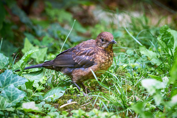 Common blackbird juvenile (Turdus merula)  searching for food