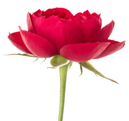 one red rose flower head isolated on white background cutout