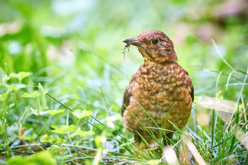 Common blackbird juvenile (Turdus merula)  searching for food