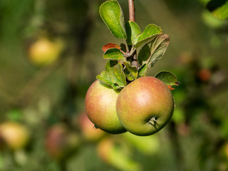 Immature Green Apples On An Apple Tree On A Hot Summer Day