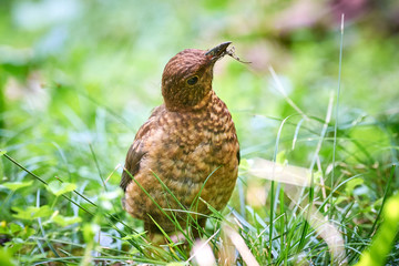 Common blackbird juvenile (Turdus merula)  searching for food