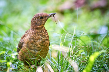 Common blackbird juvenile (Turdus merula)  searching for food