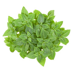 Fresh Greek basil herbs bouquet isolated on white background cutout. Top view.