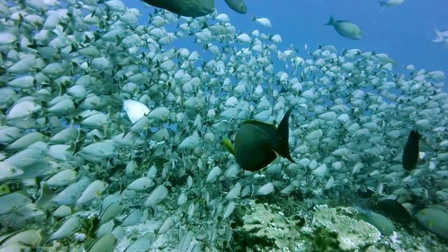 scubadiver first person view from inside a fish shoal along the reef of Rangiroa, Tuamotu Islands. French polynesia