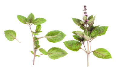 Red basil branch isolated on white background. Flat, Top view.