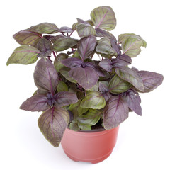 Fresh sweet red Dark Opal basil herbs growing in pot isolated on white background cutout.