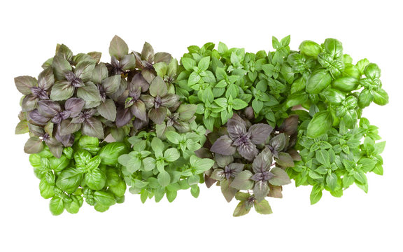 .Varieties of basil  border arrangement isolated on white background cutout. Top view..