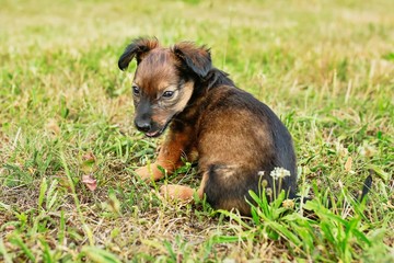 Adorable, little, brown and black puppy dog of mixed breed, dachshund and shepherd dog, sitting on green grass, blurry background, looking wicked