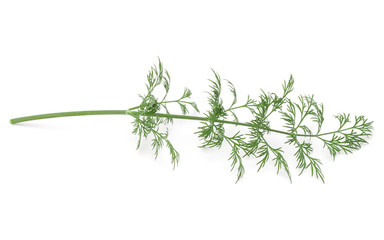 Obraz premium Close up shot of branch of fresh green dill herb leaves isolated on white background