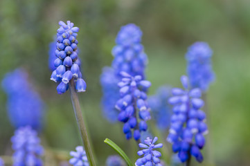 Muscari armeniacum ornamental springtime flowers, flowering blue plant in the garden