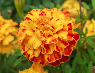 Tagetes erecta L.