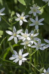 Ornithogalum umbellatum grass lily in bloom, small ornamental and wild white flowering springtime plant