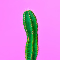 Cactus. Minimal Concept. Trendy tropical plant. Creative Art Style. Design Color.