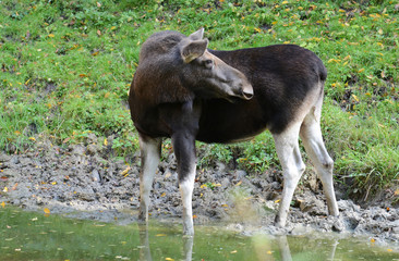 Elk / Moose (Alces alces)