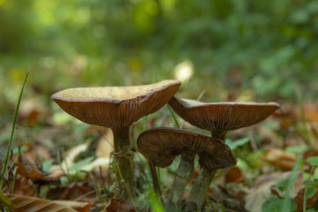 Obraz na płótnie Canvas Trio de champignons dans un sous-bois