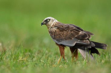 Marsh harrier (Circus aeruginosus) - male