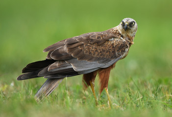 Marsh harrier (Circus aeruginosus) - male