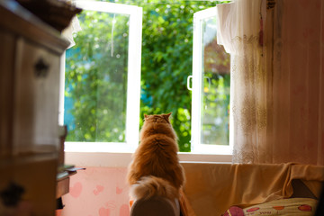 Village house, red cat looking out the window. Russia
