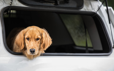 Cute dog waiting in trunk of white car