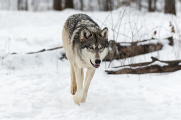 Fototapeta na wymiar Grey Wolf (Canis lupus) Walks Forward