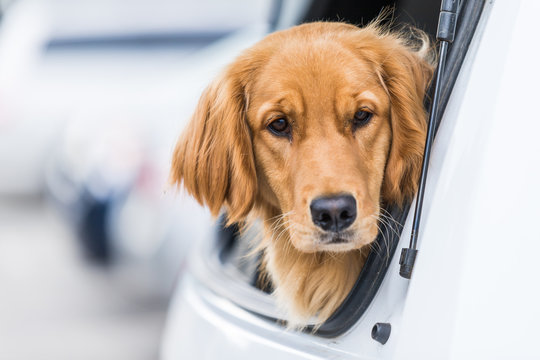 Cute dog with sad face is waiting in back of car