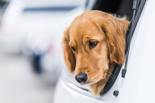 Cute dog waiting in back of car