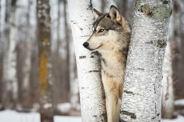 Obraz premium Szary Wilk (Canis lupus) Między Drzewami Patrząc W Lewo