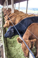 Red angus Cattle in confinement in Brazil