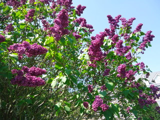 Fototapeta premium pink flowers in the garden