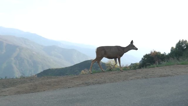 Deer on mountains usa california