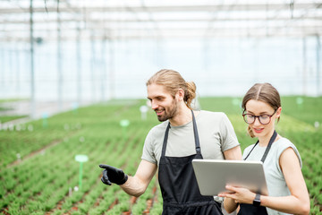 Couple of workers working with digital tablet supervising the growing of plants in the greenhouse...