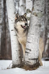Papier Peint photo autocollant Loup Grey Wolf (Canis lupus) Smiles Right