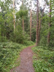path in a forest