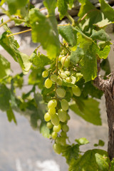 Fototapeta premium Grapes