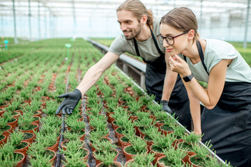 Young couple of workers taking care of plants supervising the growing process in the greenhouse