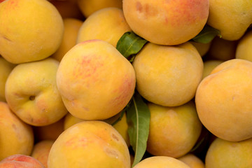 Apricots