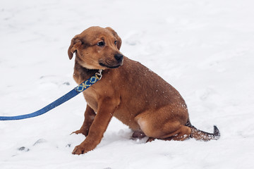 cute little brown puppy with leash walking in snowy cold winter park. adoption concept. save animals. space for text