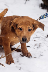 scared little brown puppy sitting alone in snowy cold winter park. adoption concept. save animals. space for text. sweet moment. sad eyes