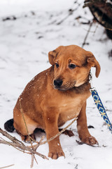 little puppy sitting alone in snowy cold winter park. adoption concept. save animals. space for text. sweet moment. brown doggy with leash