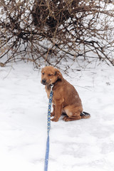 little puppy sitting alone in snowy cold winter park. adoption concept. save animals. space for text. sweet moment. brown doggy with leash