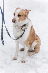 sweet beige dog sitting in snowy cold winter park. adoption concept. save animals. space for text. sweet moment.  doggy with leash
