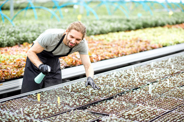 Worker taking care of plants sprinkling with water on the small seedlings in the greenhouse of the plant production